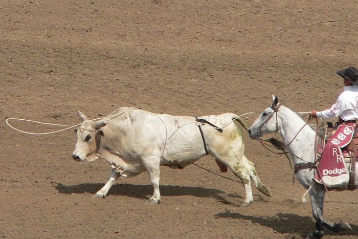 Photograph taken during the California rodeo, Salinas, 2006 edition Copyright © 2006 David Monniaux