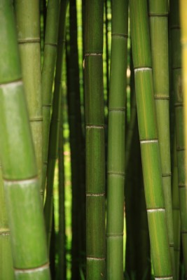 A Leadership Question: Have You Watered Your Bamboo Today? | TLNT