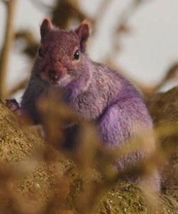 purple squirrel