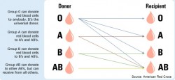 Blood type chart