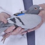 pigeon wi-fi