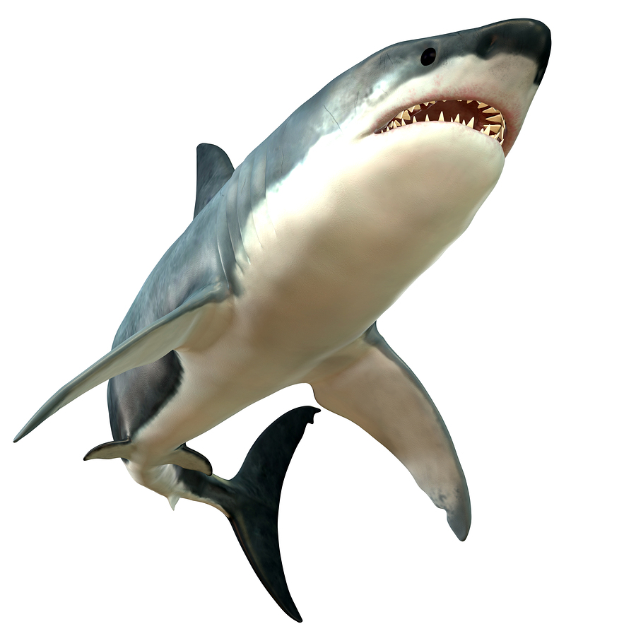 Great White Shark Body