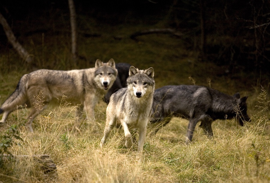 What Wolves Teach Us About Leadership and Teamwork TLNT